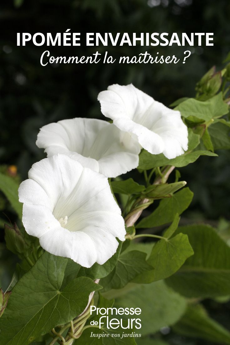 bindweed