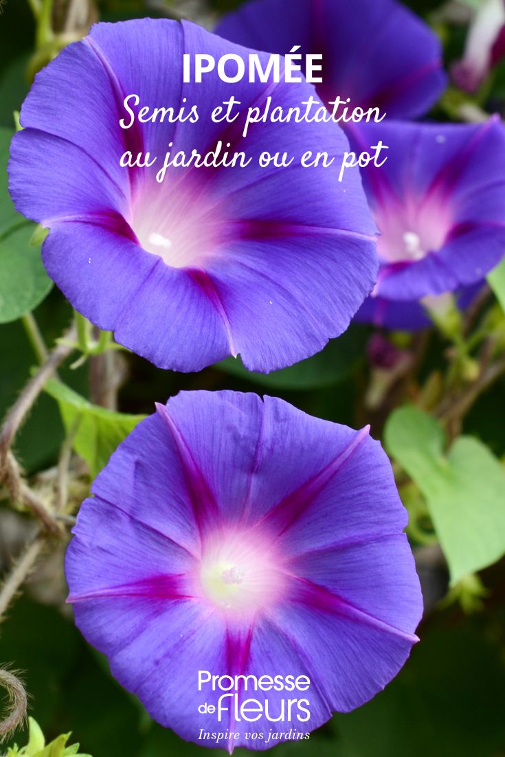 mauve Ipomoea flowers