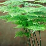 How to propagate Asparagus?