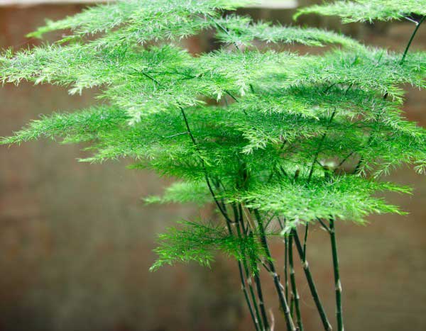 How to propagate Asparagus?