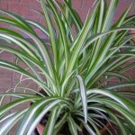 How to propagate spider plant easily?