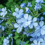 How to protect Plumbago from the cold in winter?