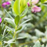 Protecting Polygala from the Cold: Our Wintering Tips