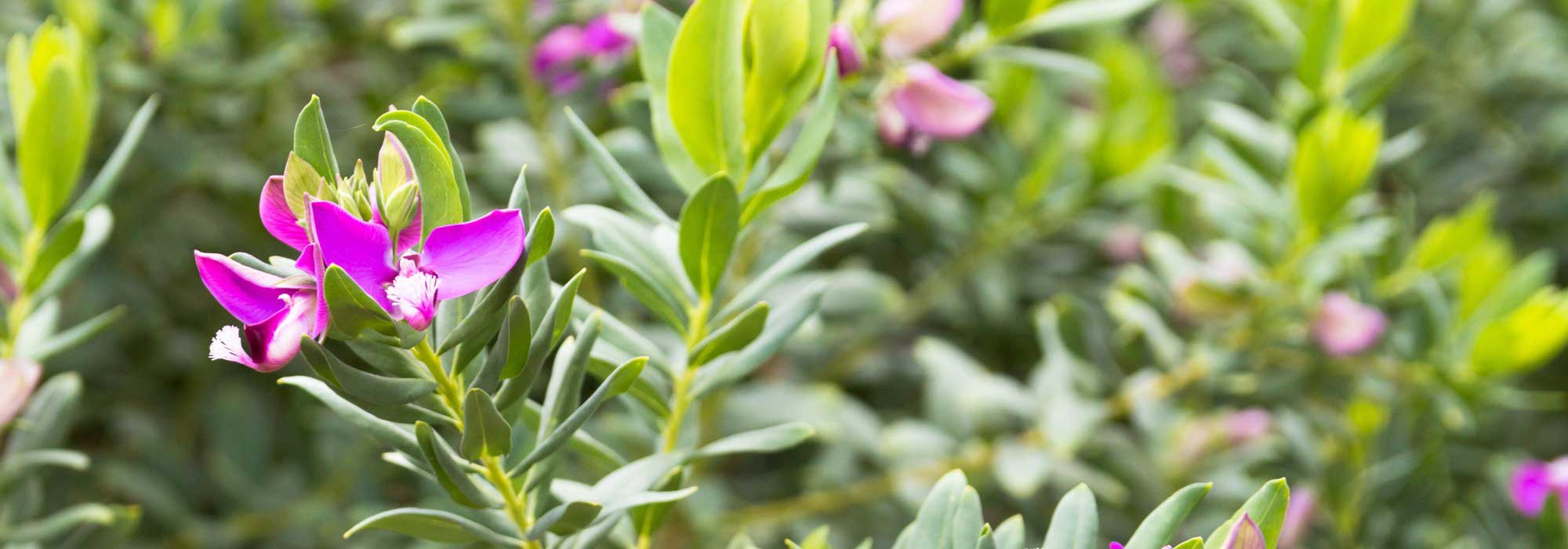 Protecting Polygala from the Cold: Our Wintering Tips
