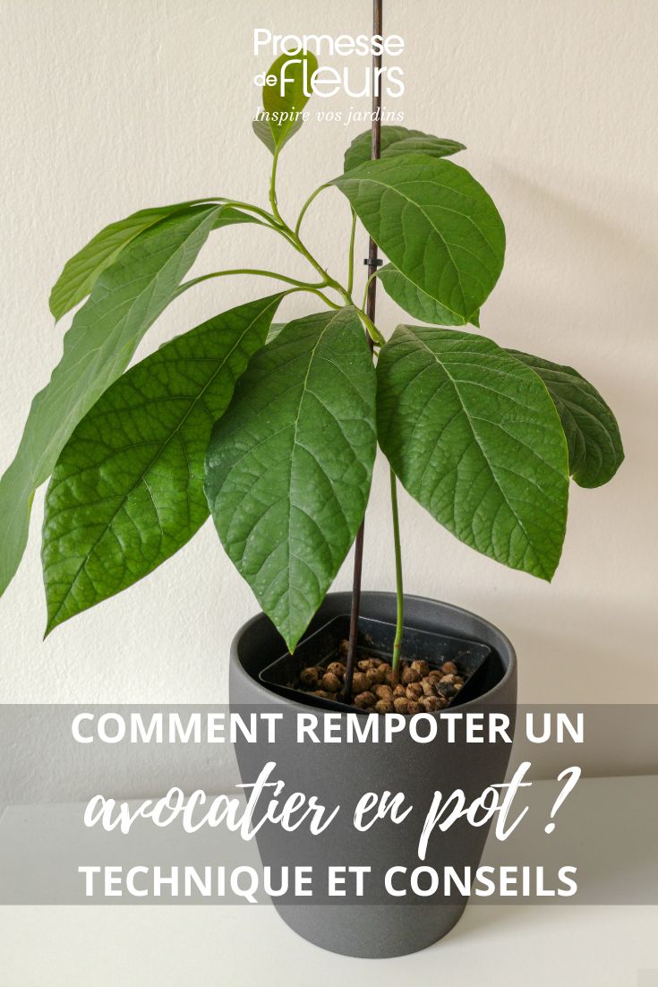 Repot a young avocado plant