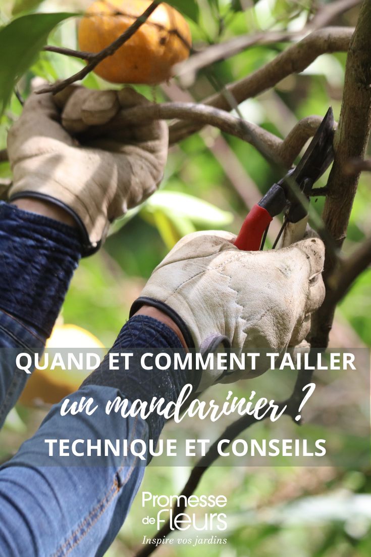 Mandarin tree pruning