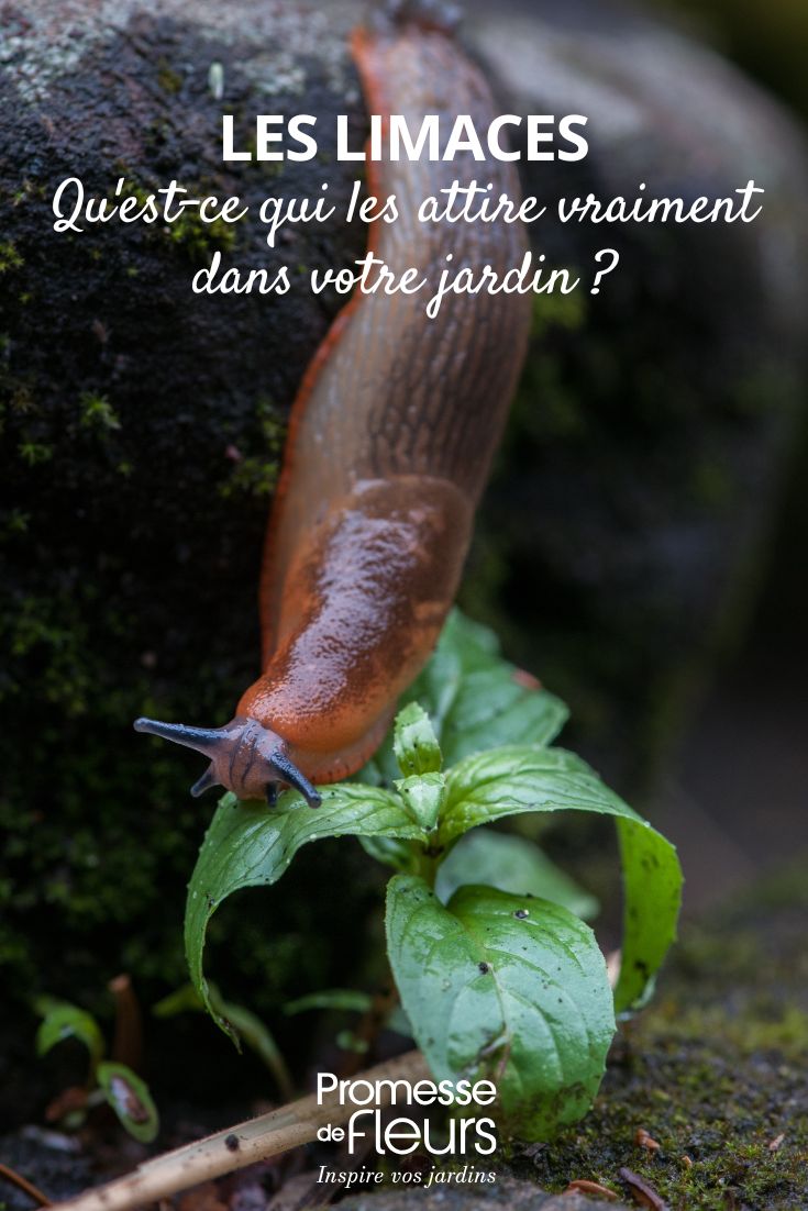 Slug in the garden