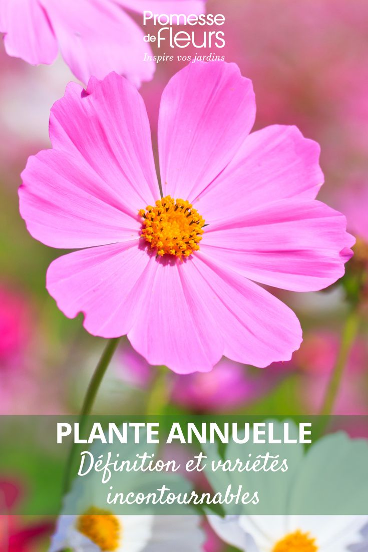 cosmos flower