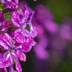 Biennials or autumnal annuals: plant from September in the garden!