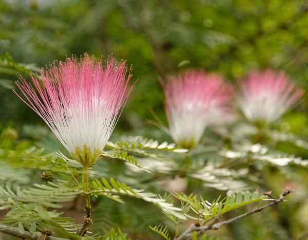 How to sow Albizia to obtain beautiful young plants ?