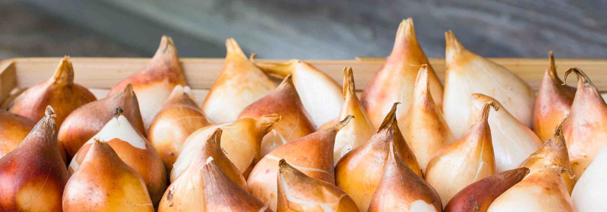 How to store bulbs properly?