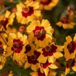 How to grow tickseed in a pot?