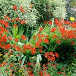 How to maintain and rejuvenate an old clump of Crocosmias?