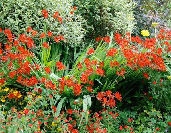 How to maintain and rejuvenate an old clump of Crocosmias?