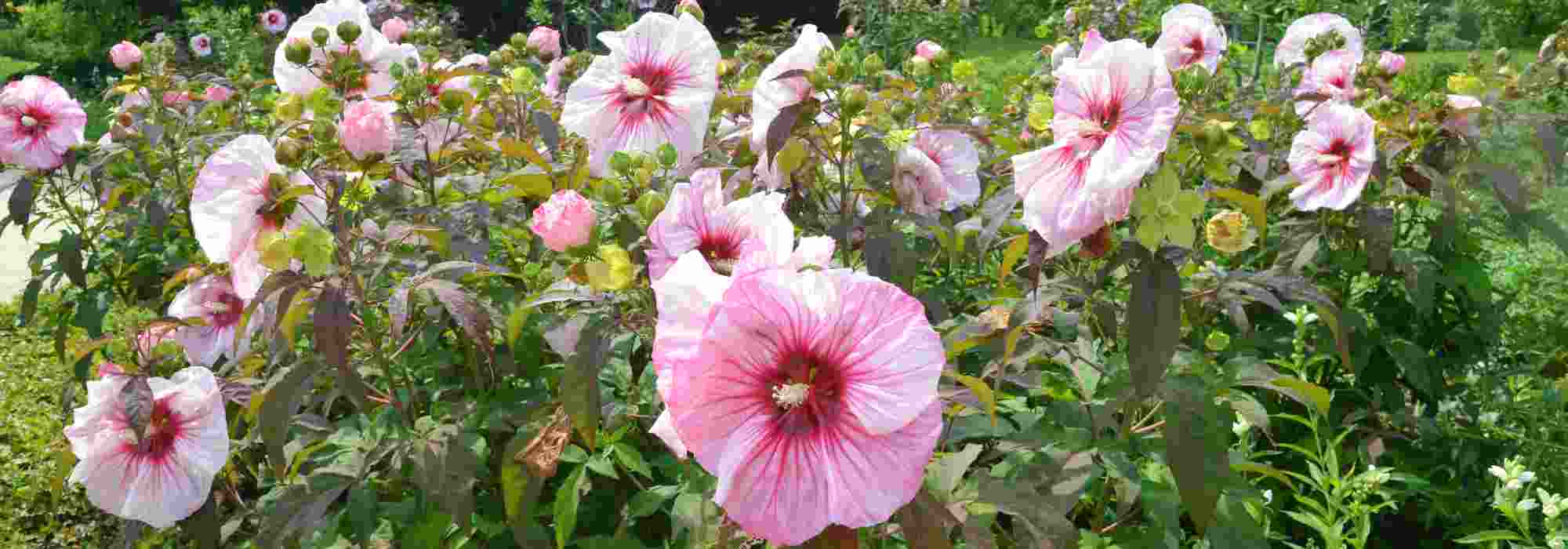 How to grow common Rose mallow in the garden?