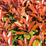 How to enhance Photinia's red colour?