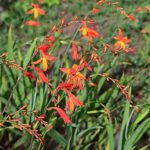 Propagate Crocosmia easily: our 2 methods