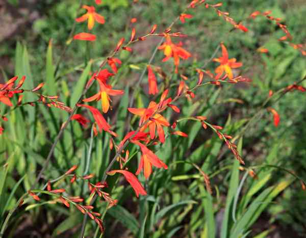 Propagate Crocosmia easily: our 2 methods