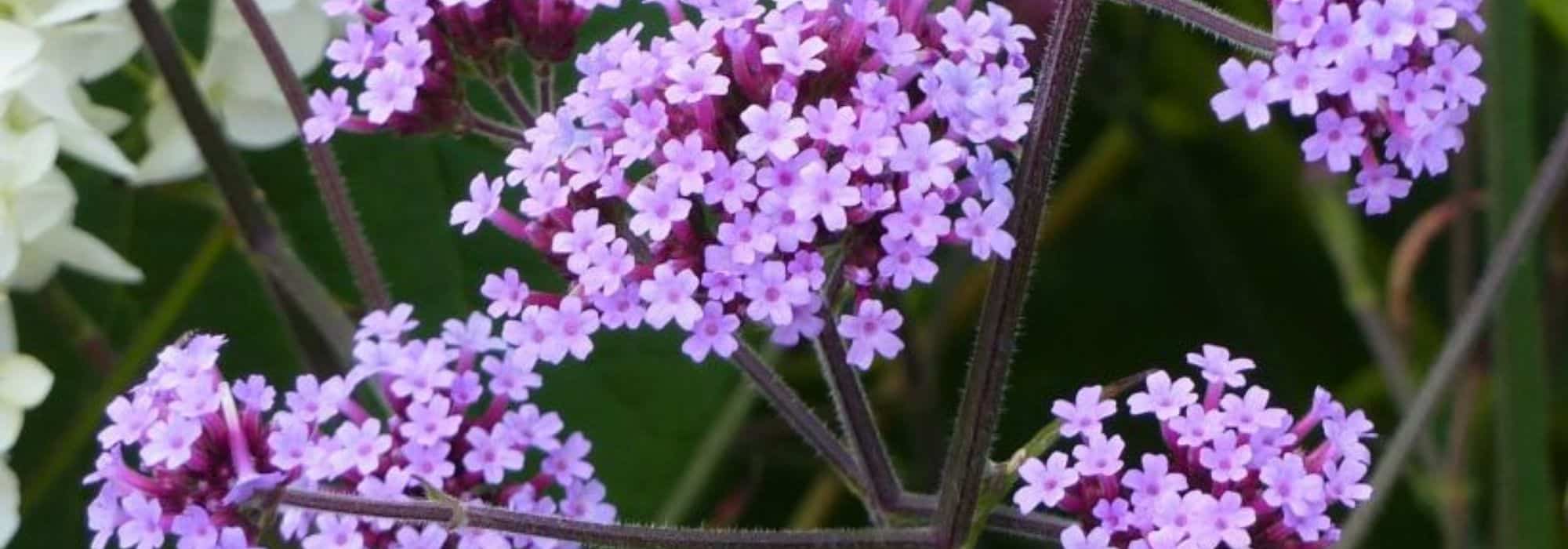 How to successfully plant and care Buenos Aires verbena?