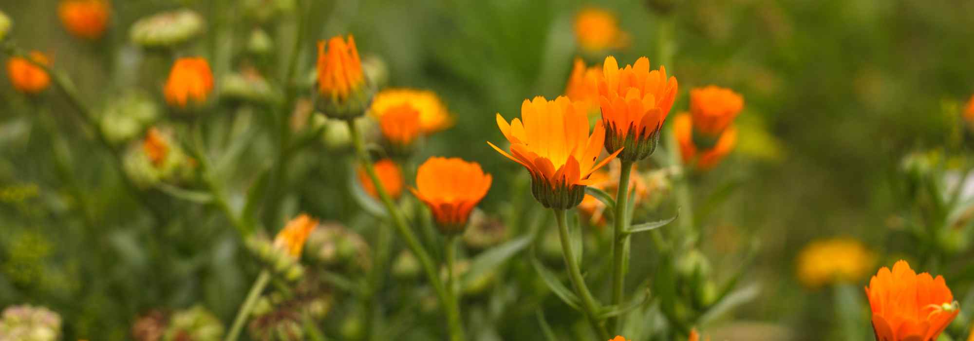 Annual plants with rapid growth: a flowering garden in record time