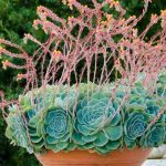 Second home: what to plant in pots, tubs and planters?