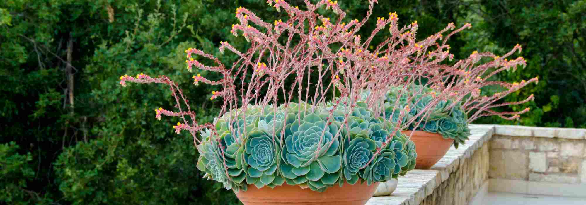 Second home: what to plant in pots, tubs and planters?