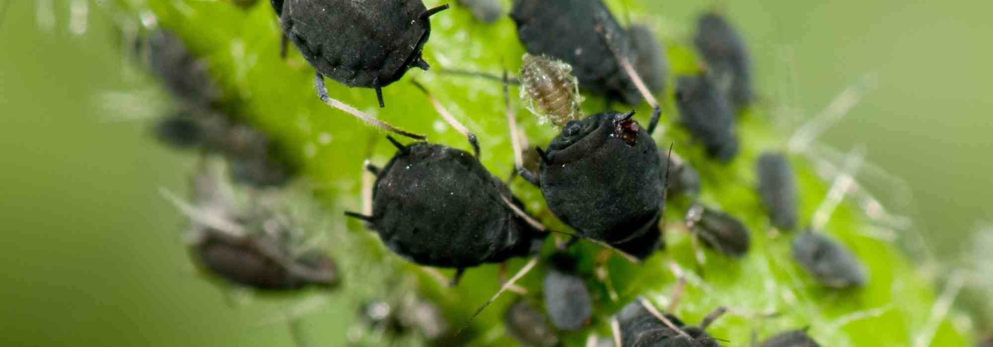 Sow flowers in vegetable patch: natural solution against aphids
