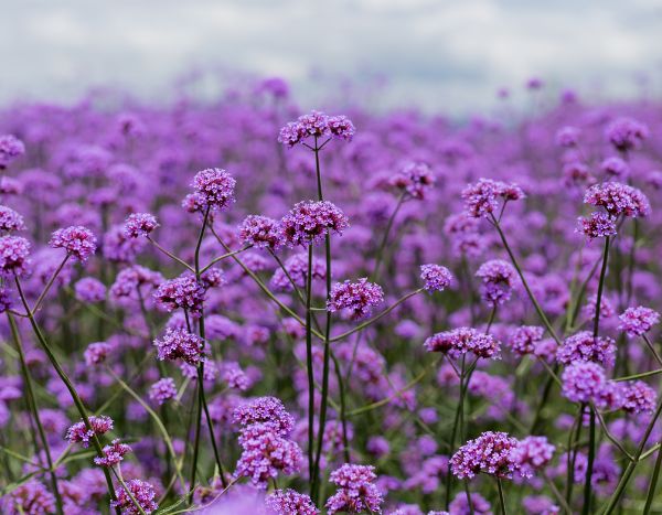How to harvest and sow Buenos Aires Verbena seeds?