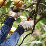 When and how to prune a mandarin tree?
