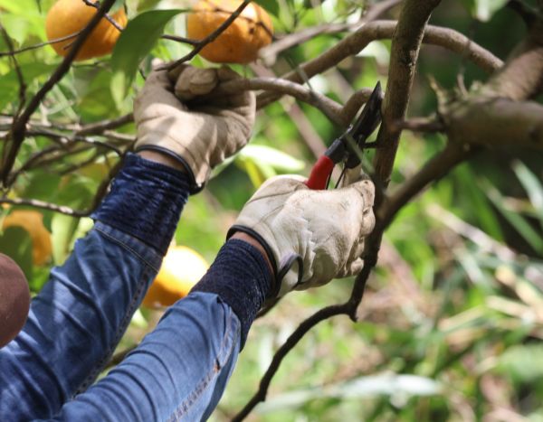 When and how to prune a mandarin tree?