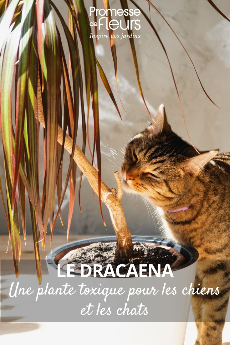 A cat smells a Dracaena.