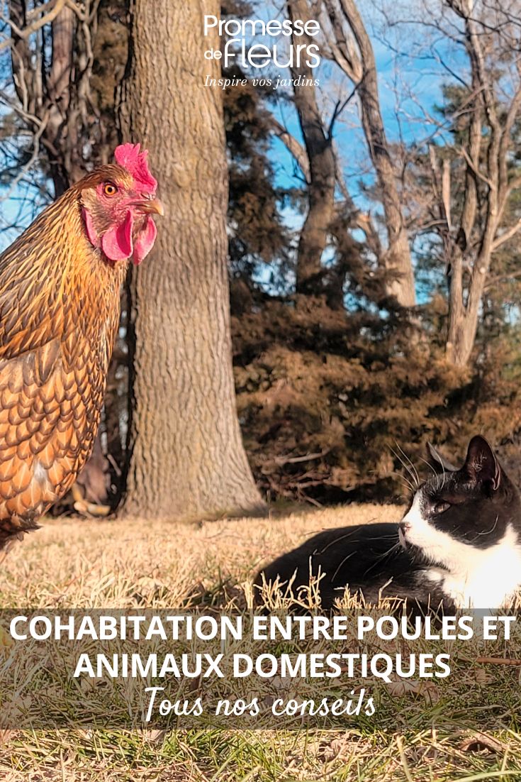 A hen and a cat coexist in a garden.