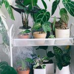 The easiest houseplants to propagate by cuttings