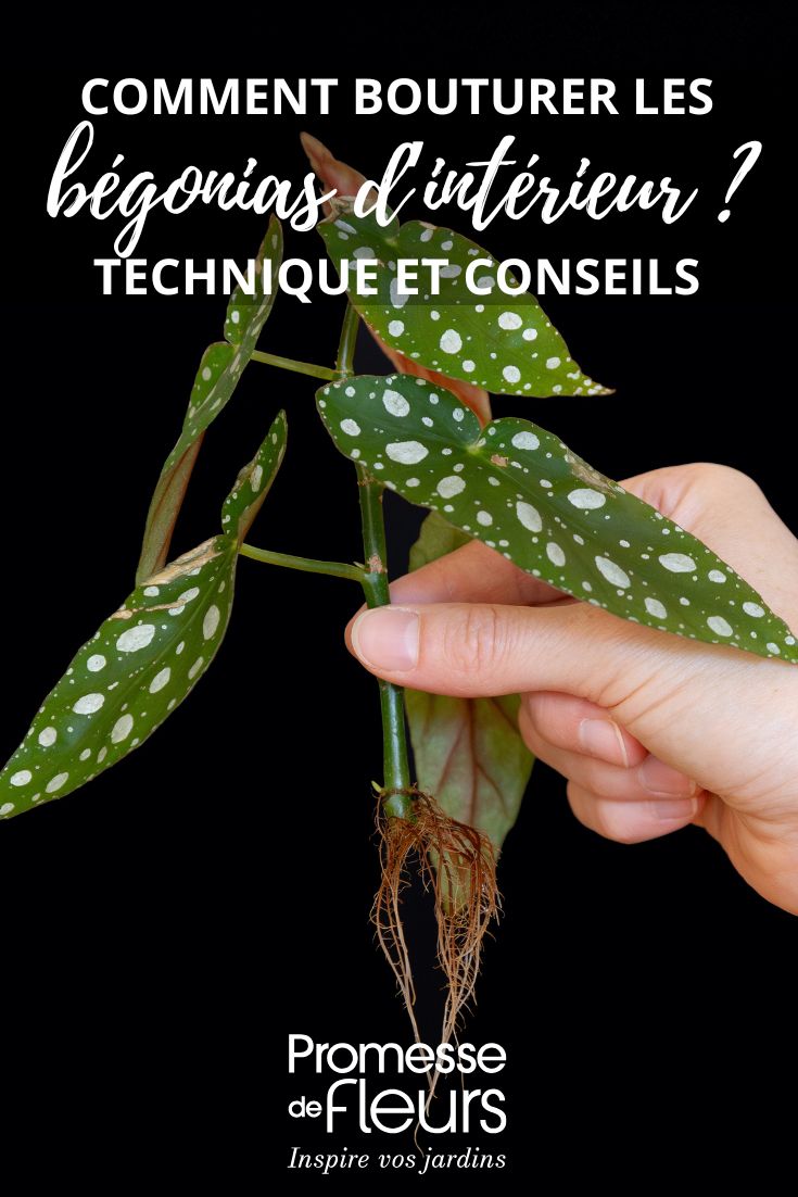 Begonia maculata cutting
