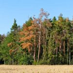 Climate change: these trees that lose their leaves in summer