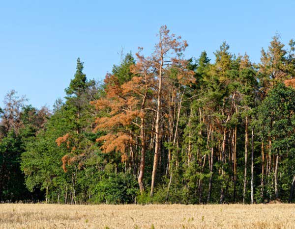 Climate change: these trees that lose their leaves in summer