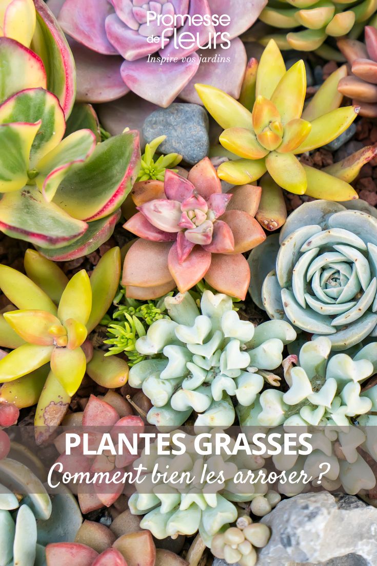 different succulent plants