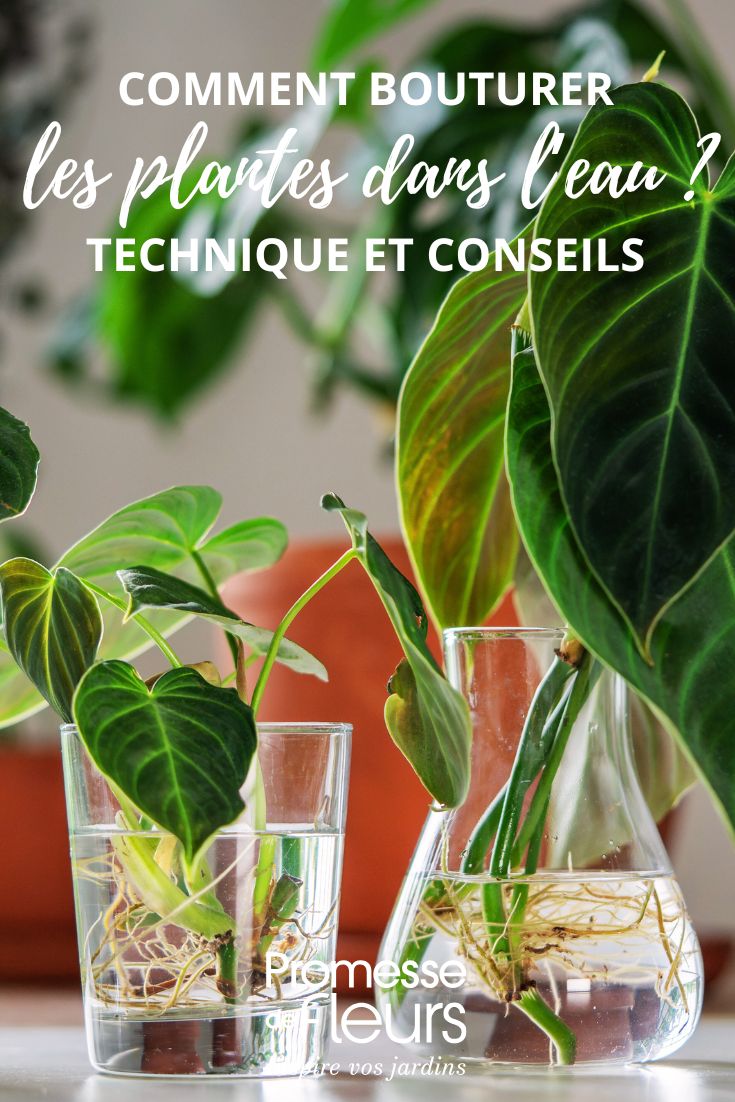 Plant cuttings in water