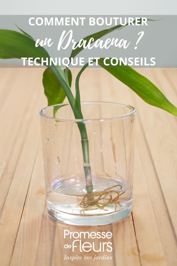 Dracaena cutting