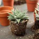How to repot succulents without damaging them?