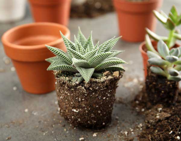 How to repot succulents without damaging them?