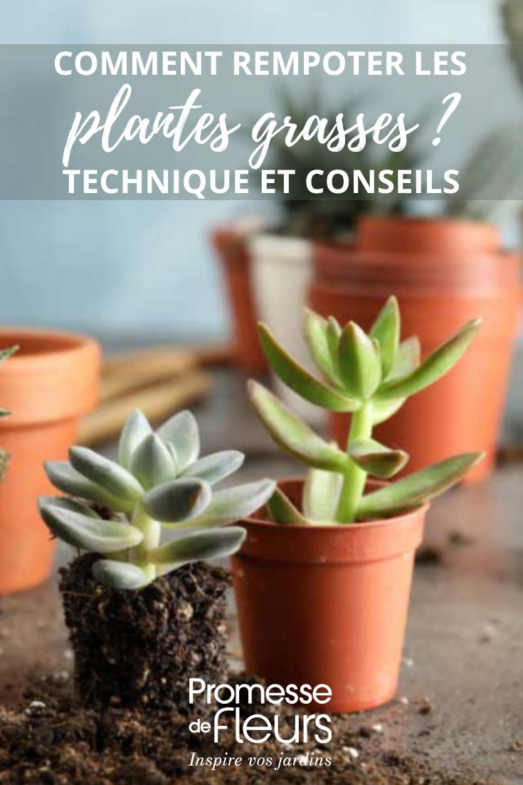 Potted succulents