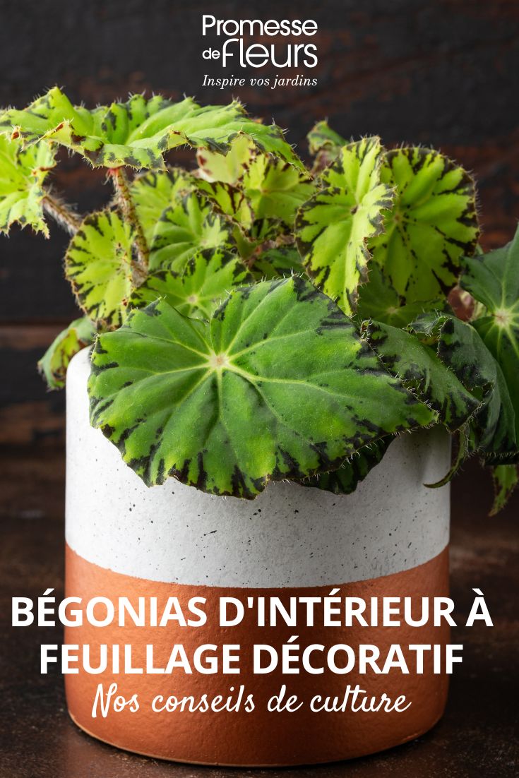 Growing Indoor Decorative Leaf Begonias Begonia Rex Red Jive