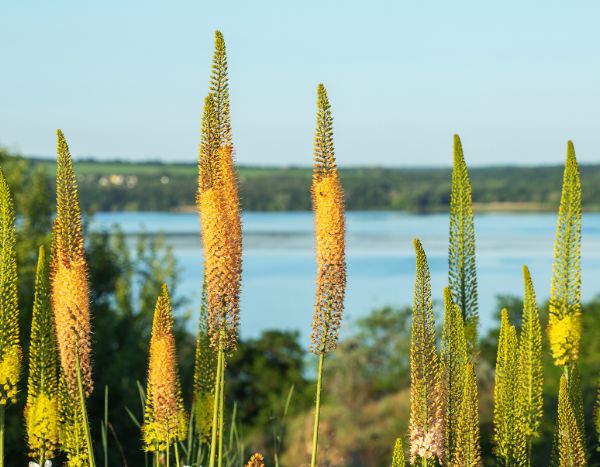How to plant Eremurus bulbs or foxtail lilies?