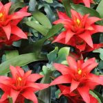 Guzmania: Diseases and pests to watch for to keep your plant healthy