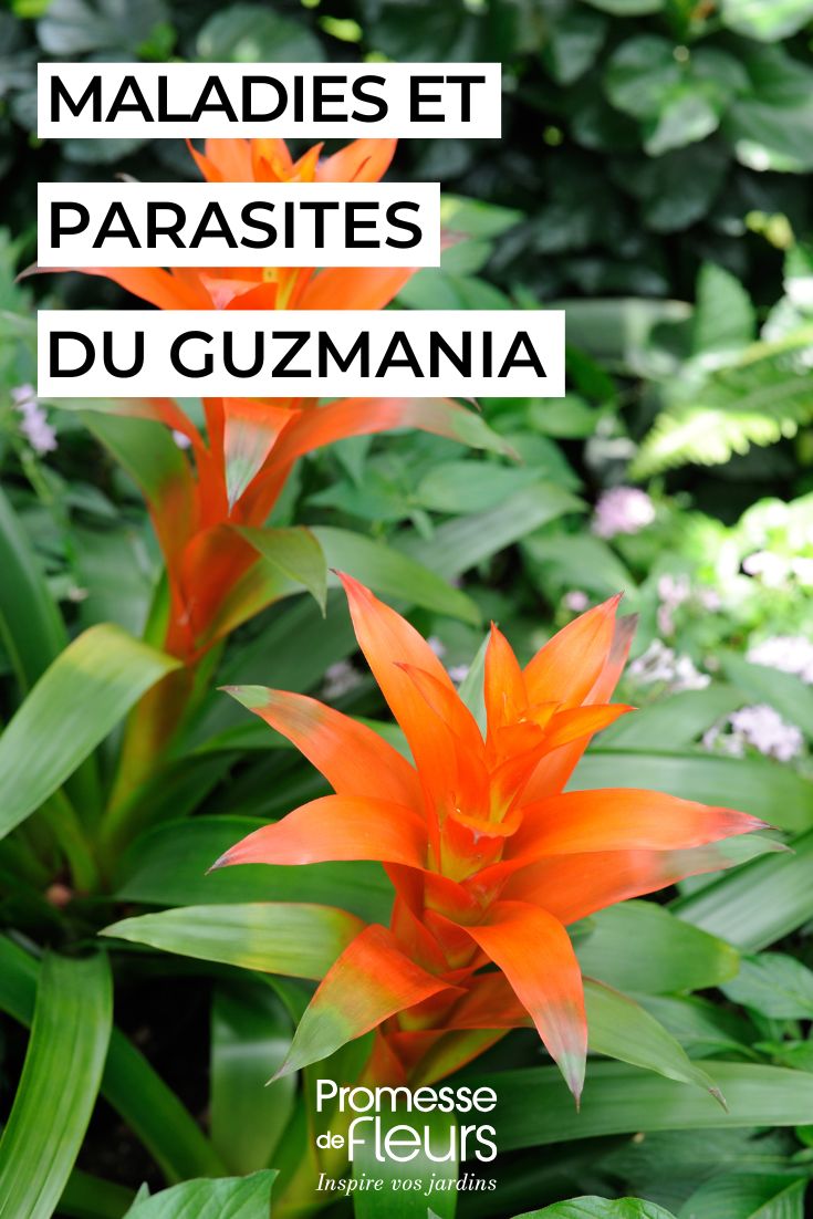 Caring for Guzmania