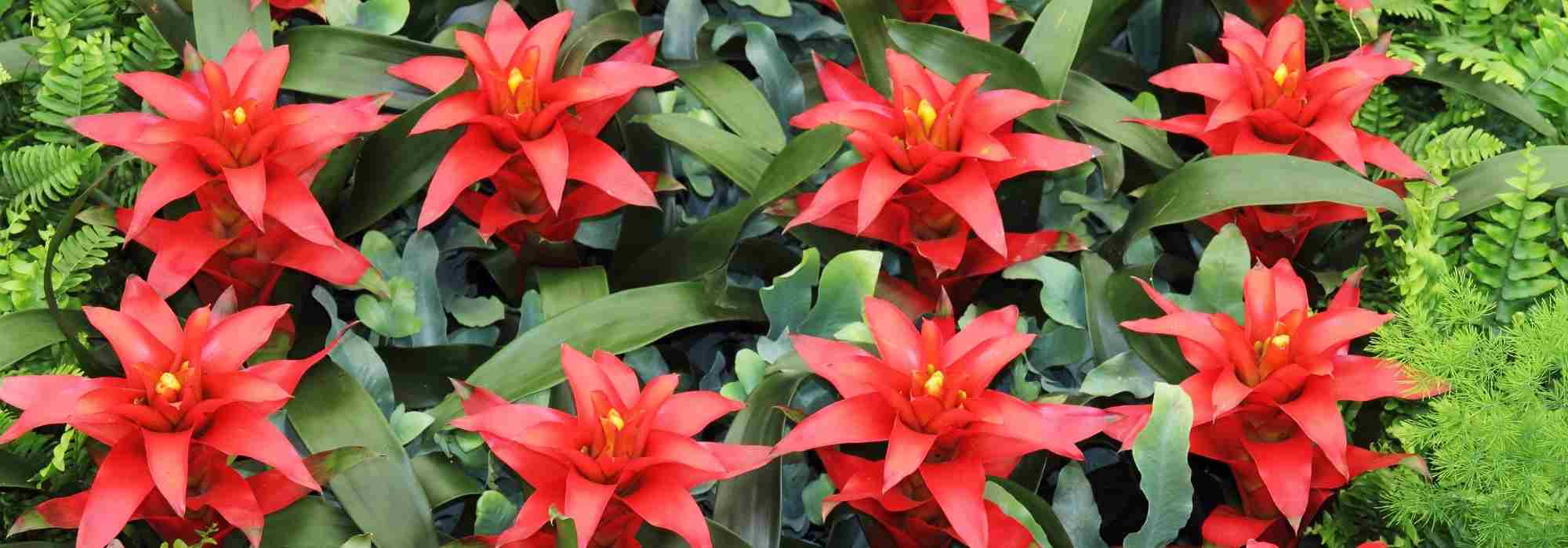 Guzmania: Diseases and pests to watch for to keep your plant healthy