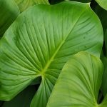 Homalomena: to grow and care for