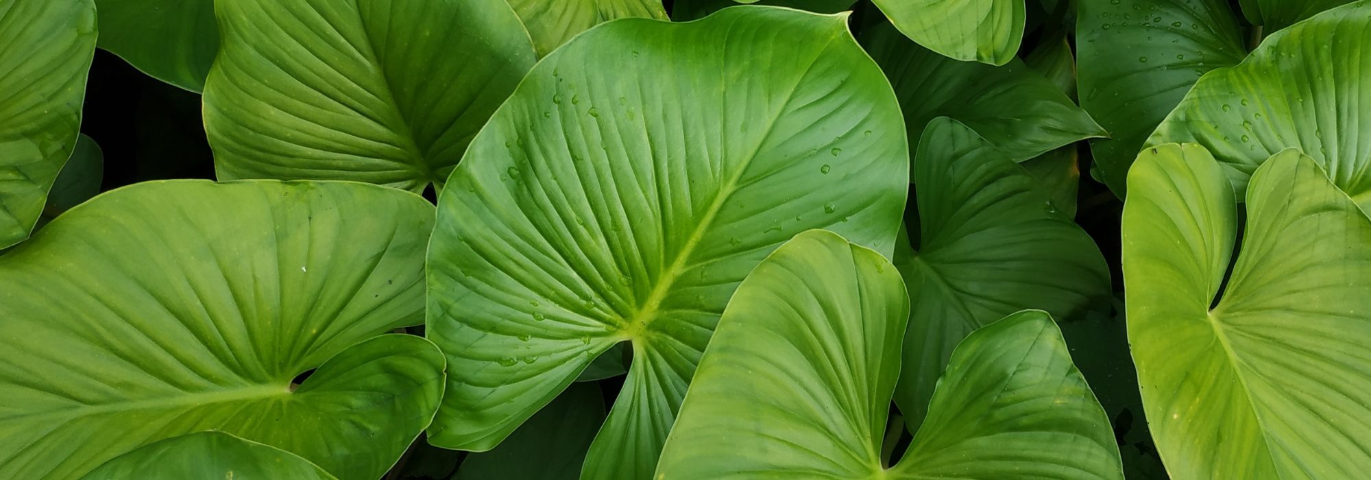 Homalomena: to grow and care for