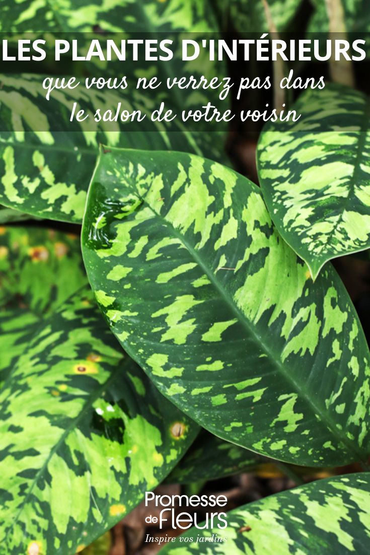 Indoor plants you won't see in your neighbour's living room (1)